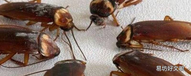 快速消灭蟑螂的小妙招 怎样消杀蟑螂小妙招