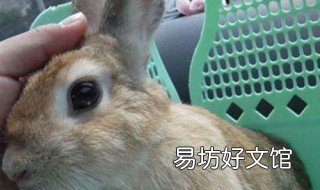 忌廉兔饲养方法 宠物兔禁忌