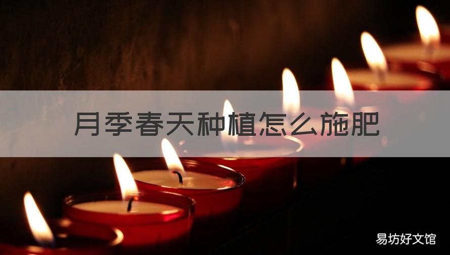 月季春天种植怎么施肥 月季春天种植怎么施肥视频
