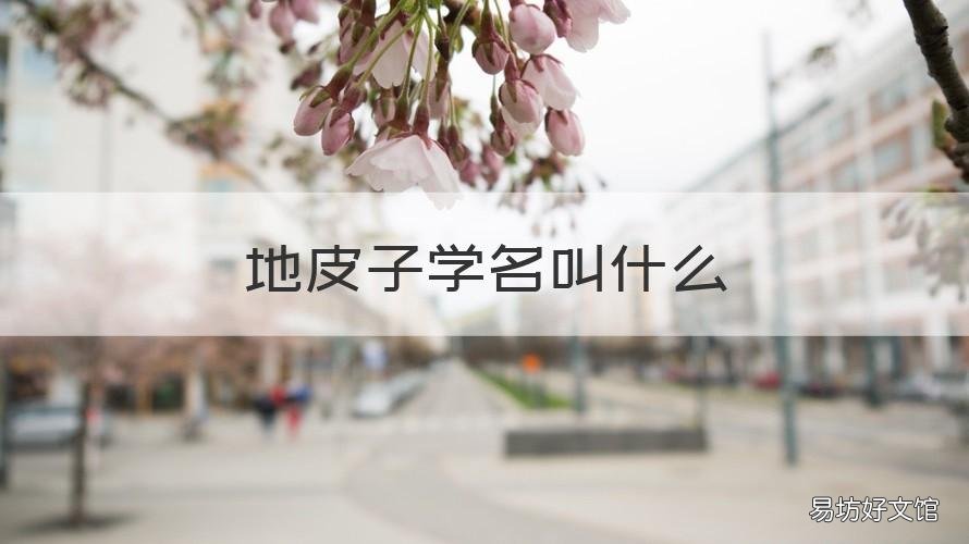 地皮子学名叫什么 地泥子的学名是什么