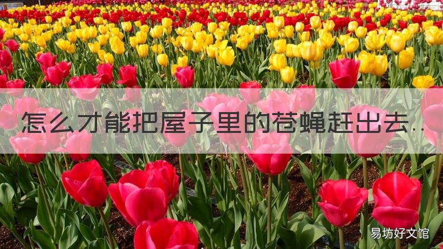 怎么才能把屋子里的苍蝇赶出去 如何把屋里的苍蝇赶出去