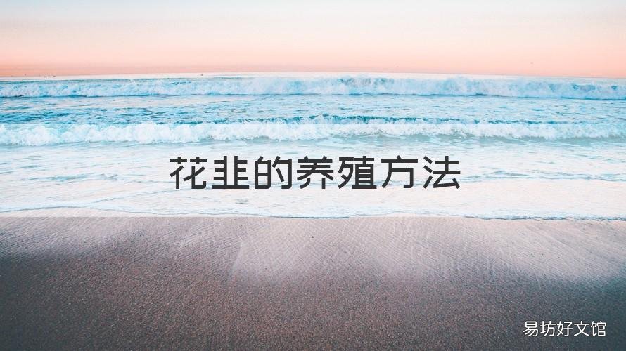 花韭的养殖方法 韭菜花卉的栽培及养护
