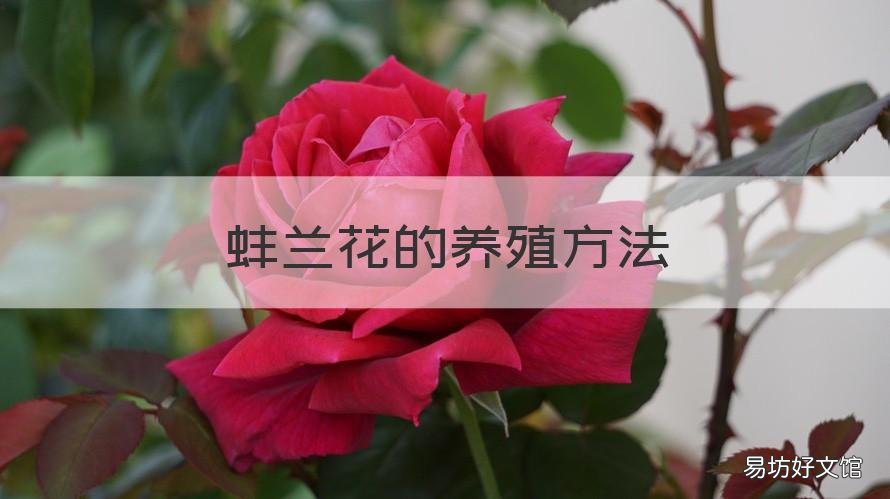 蚌兰花的养殖方法 蚌兰怎么养