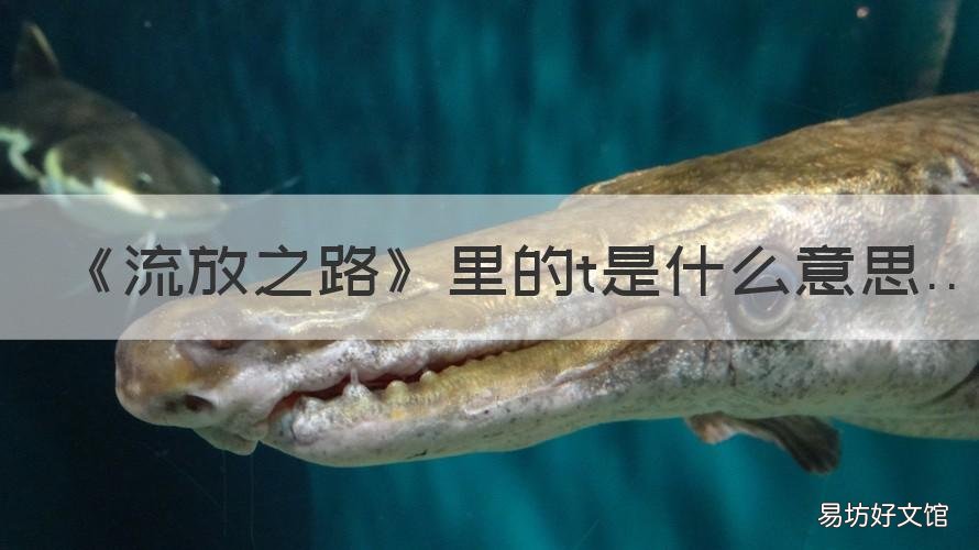 《流放之路》里的t是什么意思