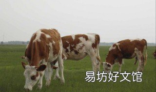 西门塔尔牛在什么地方养殖 西门塔尔牛养殖前景