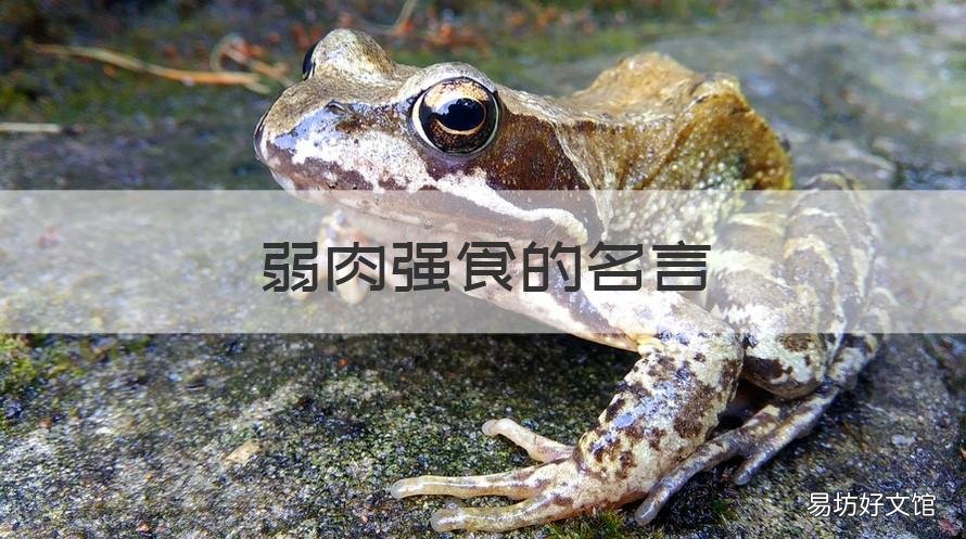 弱肉强食的名言 关于弱肉强食的名言