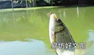 拉饵拉丝粉比例 拉饵拉丝粉比例怎么调
