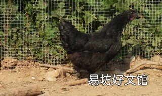 圈养土鸡一平方能养几只鸡 圈养土鸡一平方能养几只鸡呢