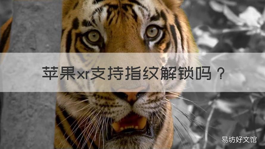 苹果xr支持指纹解锁吗 iphone xr可以指纹解锁吗