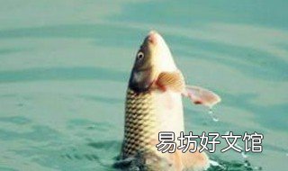 2.0主线配1.2子线能钓多重的鱼 2.5主线配1.2子线能钓多大鱼