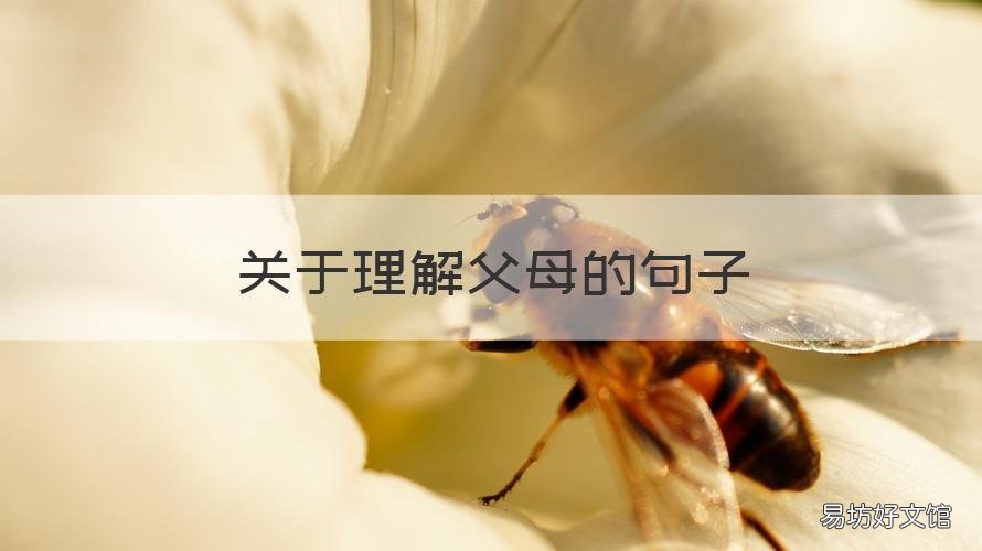 关于理解父母的句子 关于理解父母的句子简短