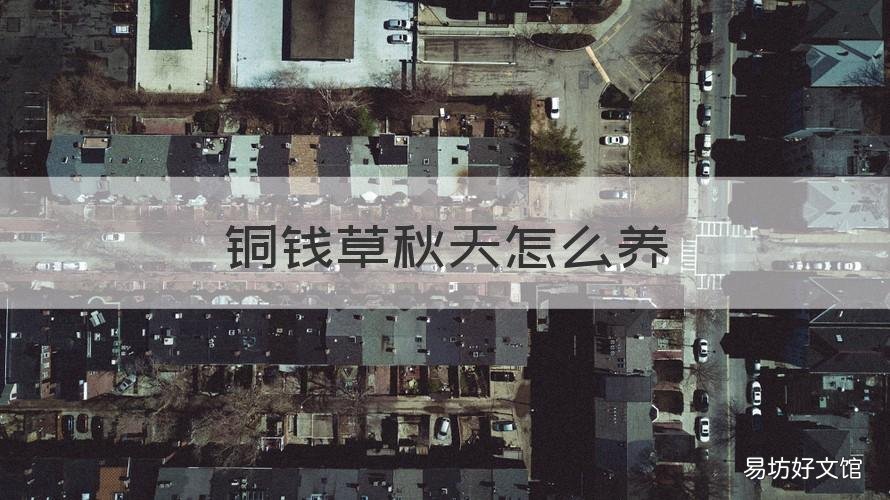 铜钱草秋天怎么养 盆栽铜钱草冬季怎么养