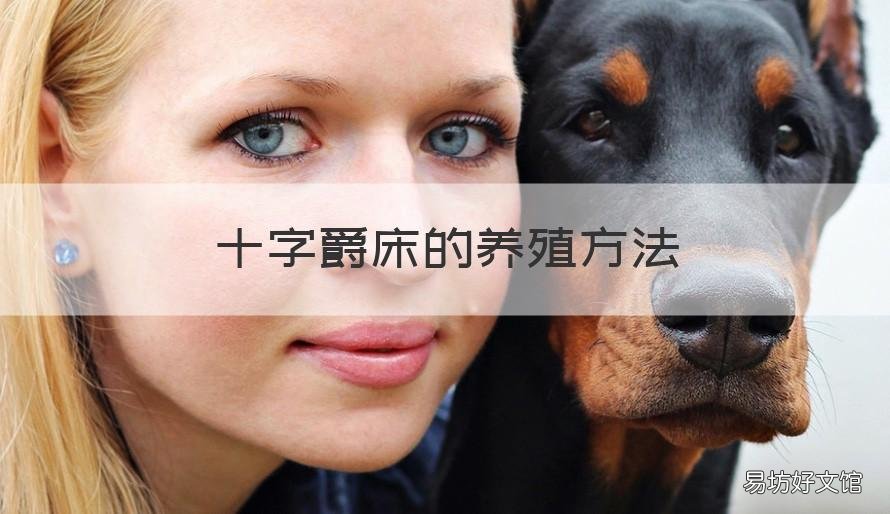 十字爵床的养殖方法 十字爵床的种植