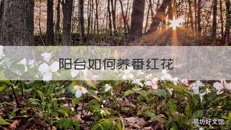 阳台如何养番红花 番红花怎么养