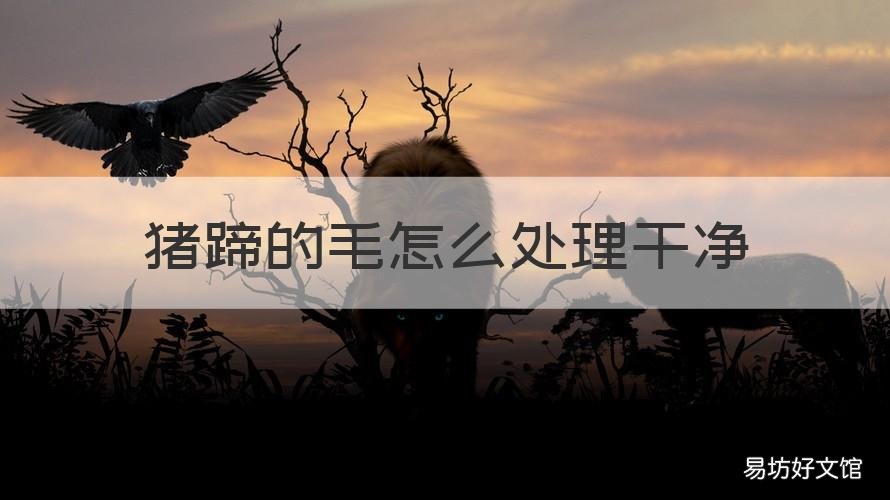 猪蹄的毛怎么处理干净 猪蹄毛怎么去干净