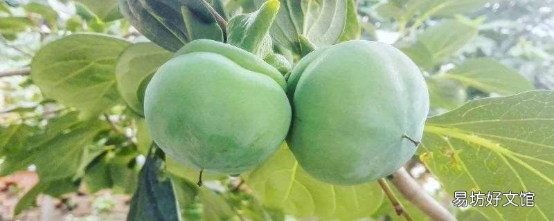 青柿子怎么吃才不涩 青柿子如何不涩