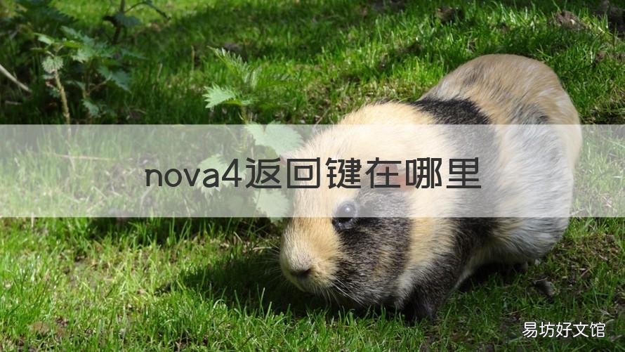 nova4返回键在哪里 nova5的返回键在哪里