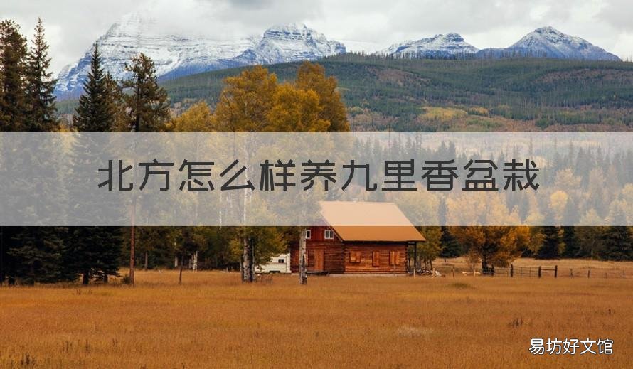 北方怎么样养九里香盆栽 九里香适合北方种植吗