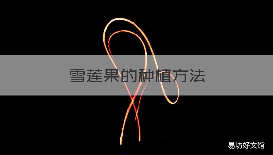 雪莲果的种植方法 雪莲果的种植方法和技巧