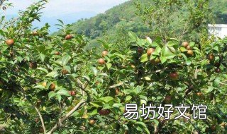 油茶树可以施复合肥吗 油茶树可以施复合肥吗视频