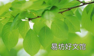 树叶可以发酵做肥料 树叶发酵做肥料怎么弄