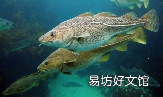 钓鳕鱼用什么饵 鳕鱼应该怎样钓