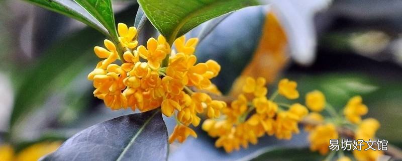 桂花采摘和保存方法 桂花采摘和保存方法视频