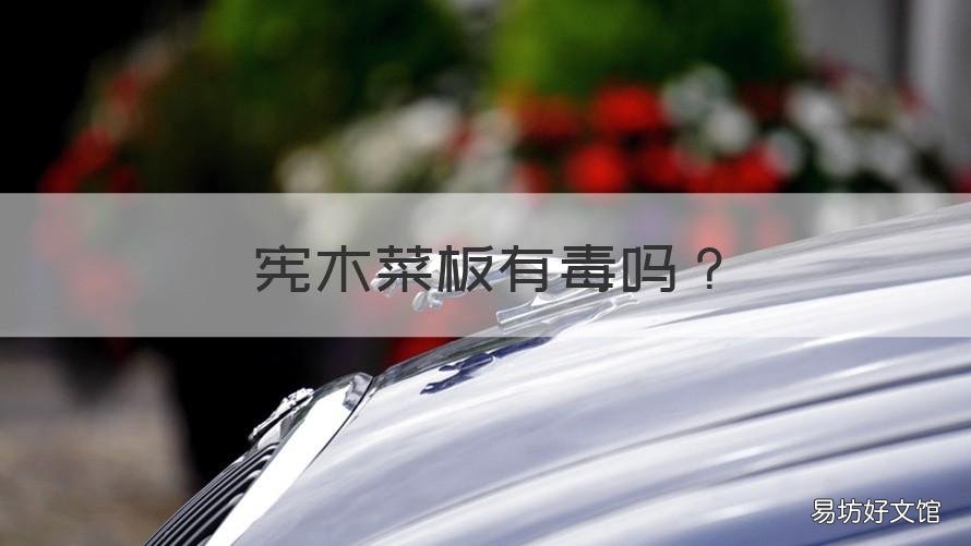 宪木菜板有毒吗 宪木砧板有毒吗