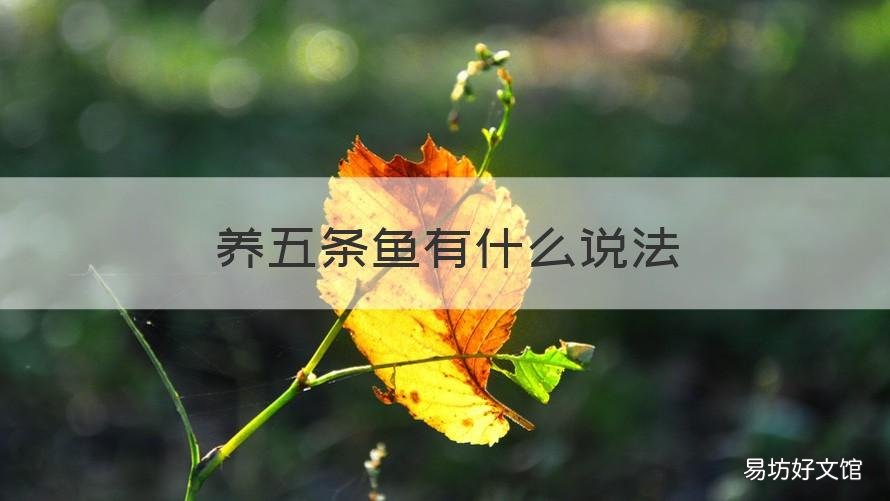 养五条鱼有什么说法 养三条鱼的说法