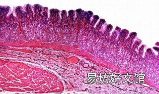 小肠粘膜上皮细胞吸收葡萄糖属于什么转运形式