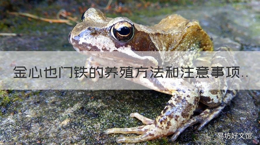 金心也门铁的养殖方法和注意事项 金心铁怎么养