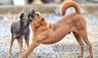 梦见被狗咬了是什么意思 女人梦见狗咬手是什么预兆