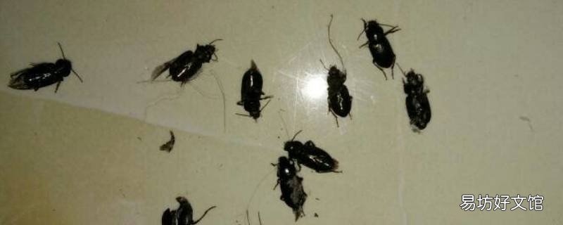 家里好多小黑虫怎么回事 家里很多小黑虫子