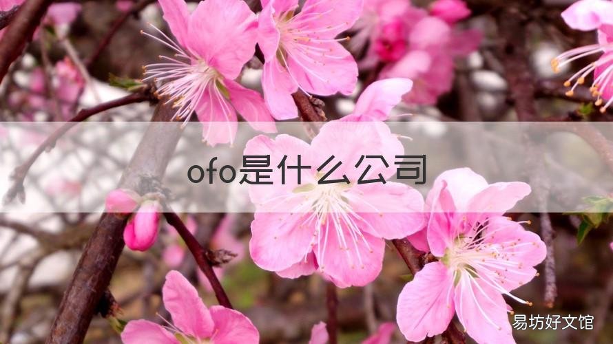 ofo是什么公司 ofo的公司全称