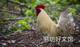 81年属鸡女2020年运势 81年属鸡女在2020年的全年运势