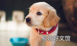 属狗哪一天出生最好 属狗是哪天出生的