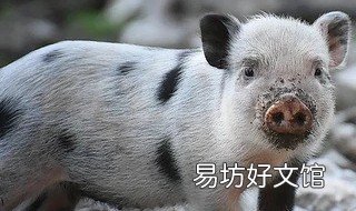 1983年属猪的是什么命 1982年属狗的是什么命