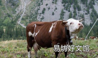 97年属牛人明年好吗 97年属牛人今年多大
