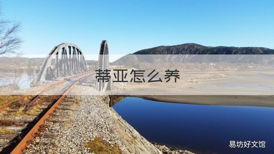 蒂亚怎么养