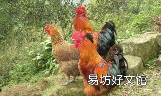 养蛋鸡的利润与成本 蛋鸡养鸡的利润与成本