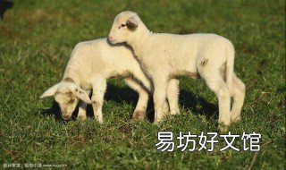 属羊哪天出生最好 属羊生于哪天好