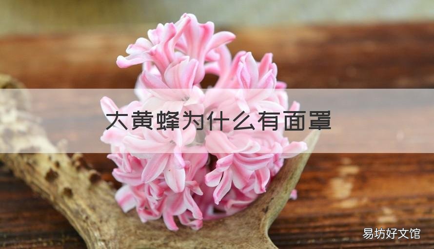 大黄蜂为什么有面罩 大黄蜂的面罩