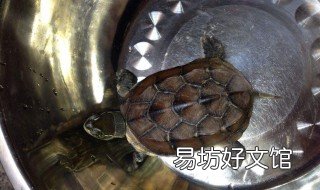 捡到乌龟吉利吗 捡到乌龟吉利吗?