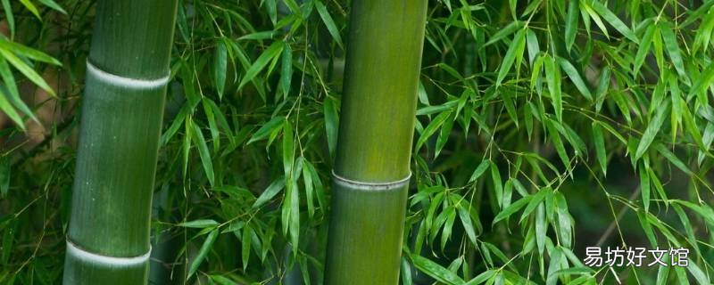 竹子防腐处理后可用多久 新鲜竹子如何防霉防腐