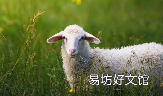 属羊男孩几点出生最好 属羊男孩几日出生最好