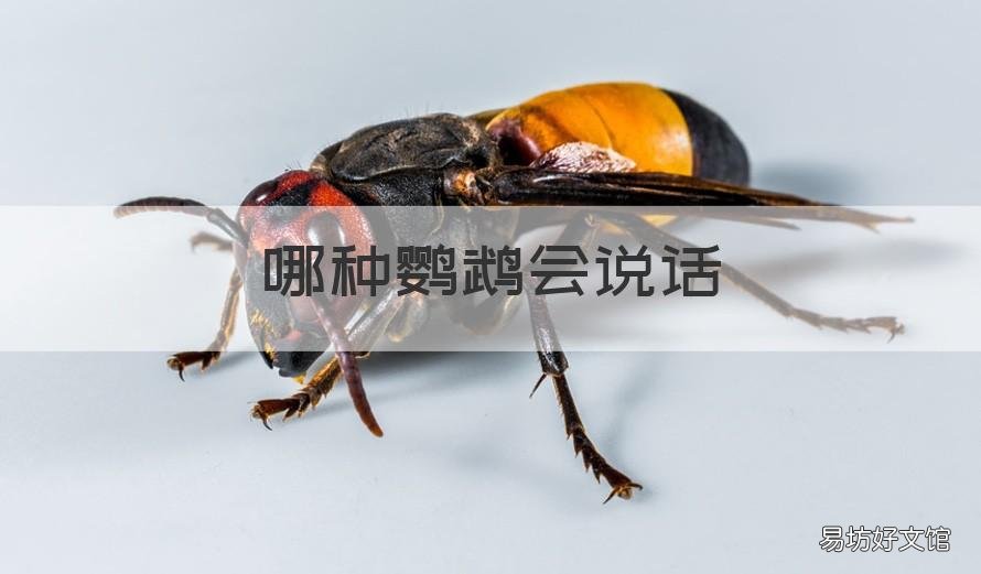 哪种鹦鹉会说话 哪种鹦鹉会说话又好养认主