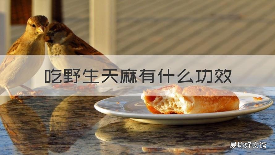 吃野生天麻有什么功效