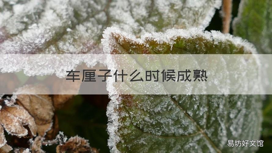 车厘子什么时候成熟 国产车厘子什么时候成熟