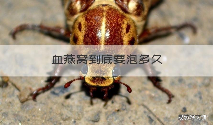 血燕窝到底要泡多久 血燕窝有保质期限吗