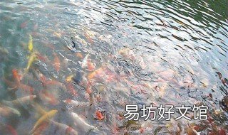 梦见鱼虾是什么意思 梦见鱼和虾是怎么回事